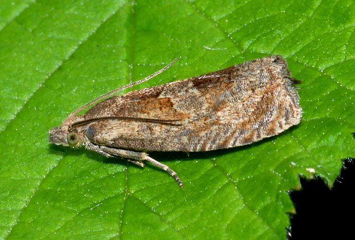 Tortricidae 43